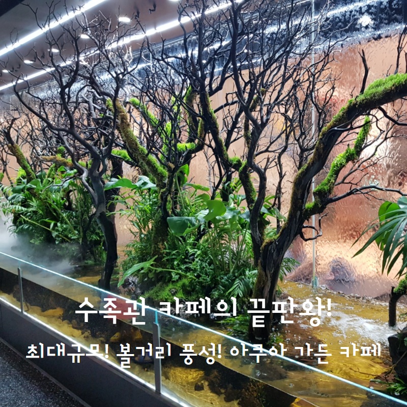  앞으로 이런곳은 또 없다! 초대형 수족관 카페! 아쿠아 가든 카페!