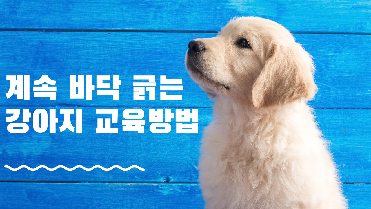  바닥 긁는 강아지 증상과 해결법
