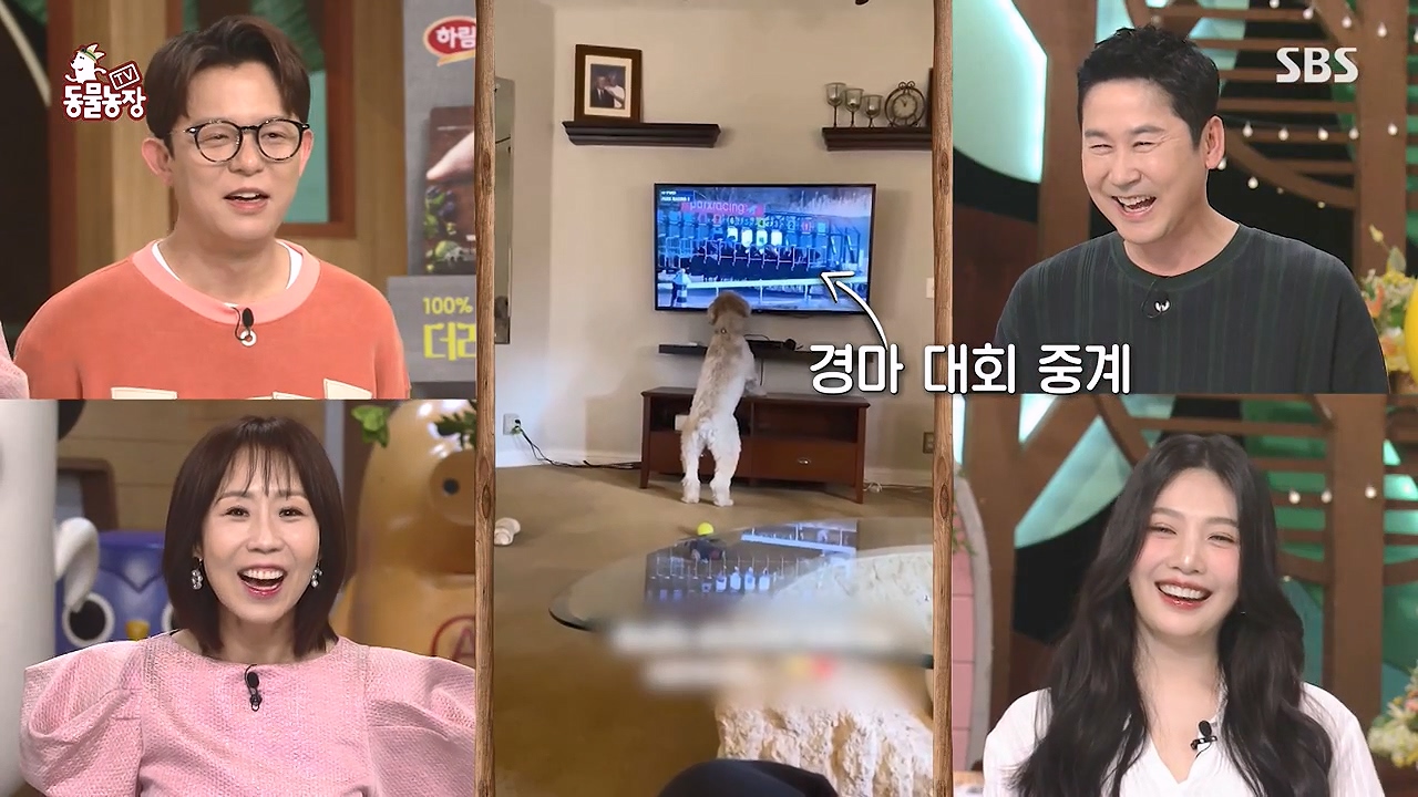 TV 동물농장.E1176.240617p-NEXT.mp4_20240616_171017.244.jpg