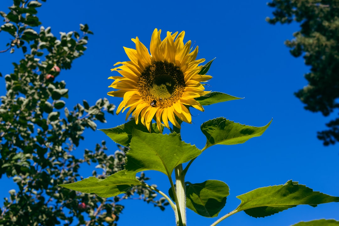 Sunshine Loan