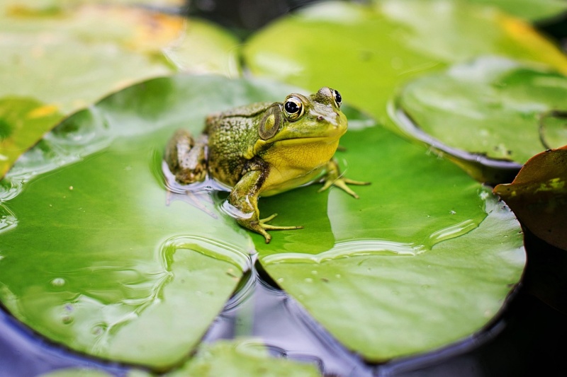 연못에 연꽃 잎에 앉아있는 개구리 사진