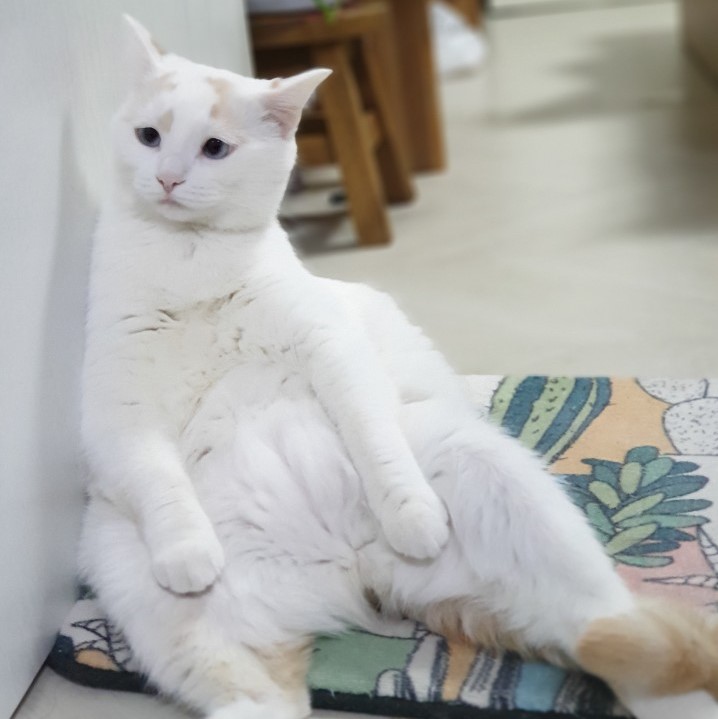  초보집사를 위한 고양이 용품 준비 가이드