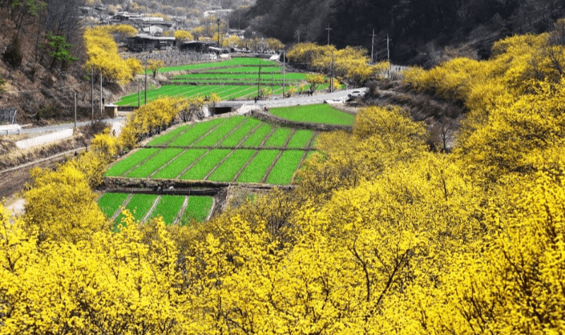 산수유 마을 전경 사진 3
