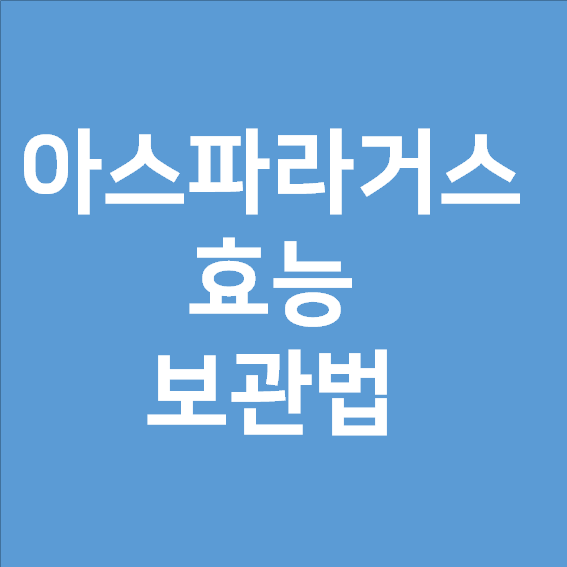  아스파라거스 효능 보관법 모두 알아보자!