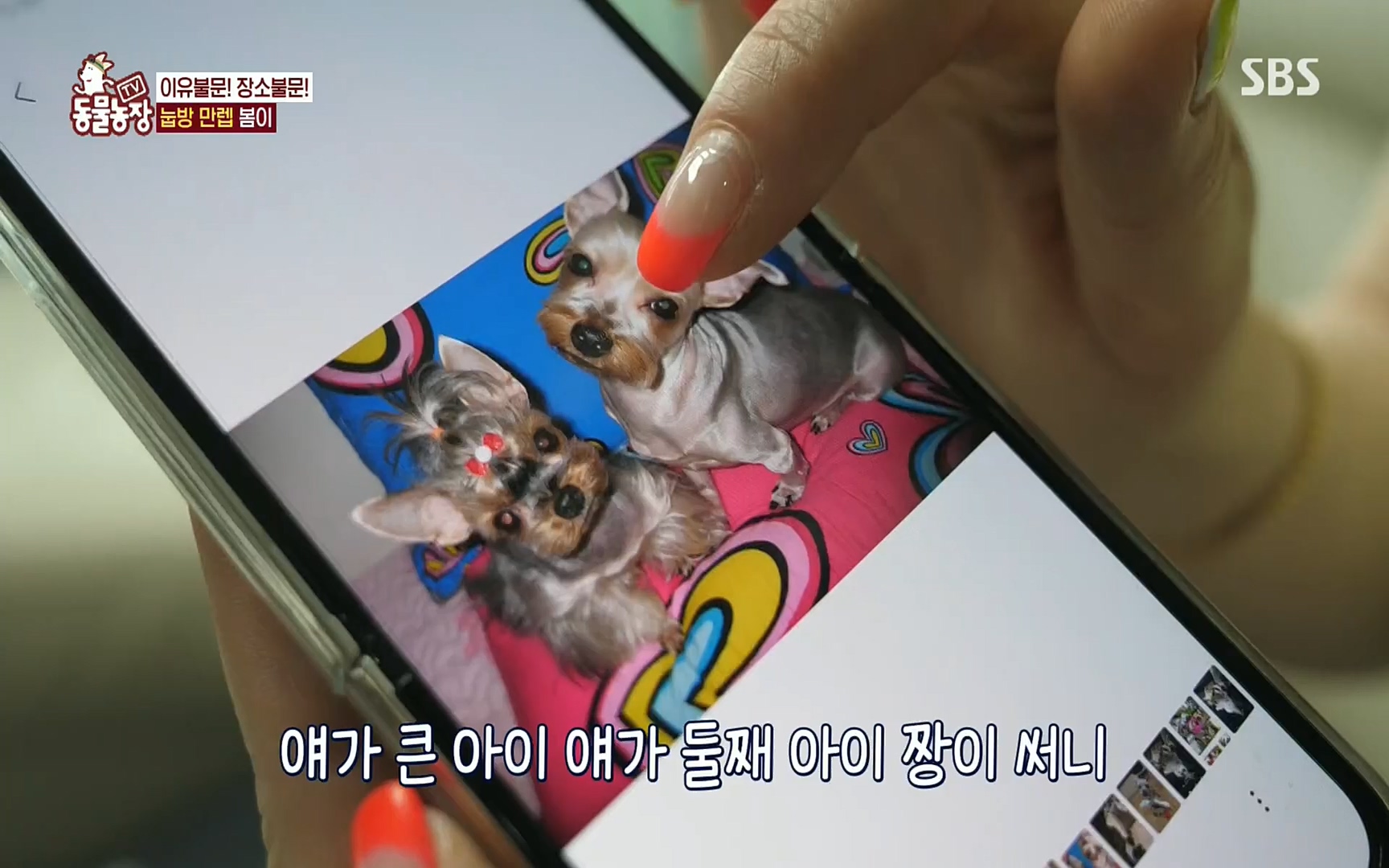 TV 동물농장.E1078.220717p.H264-F1RST.mp4_20220717_151202.025.jpg