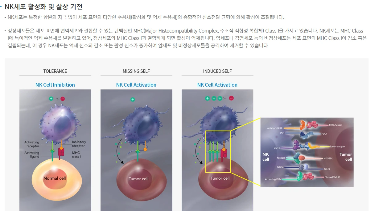  (182400)엔케이맥스 주가전망 엔케이맥스 ASCO 발표 고형암 임상결과