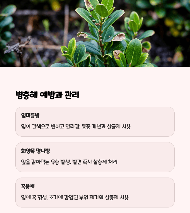 회양목 병충해