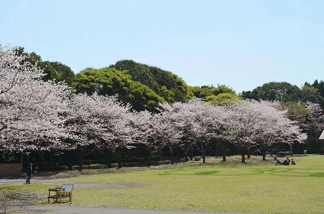 사진-4월 가고시마 