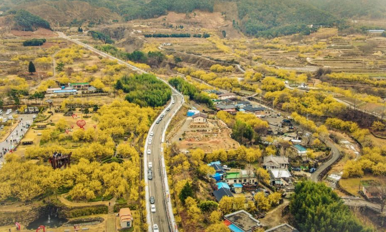 구례 산수유축제 기간 (2025년 개화시기) 안내