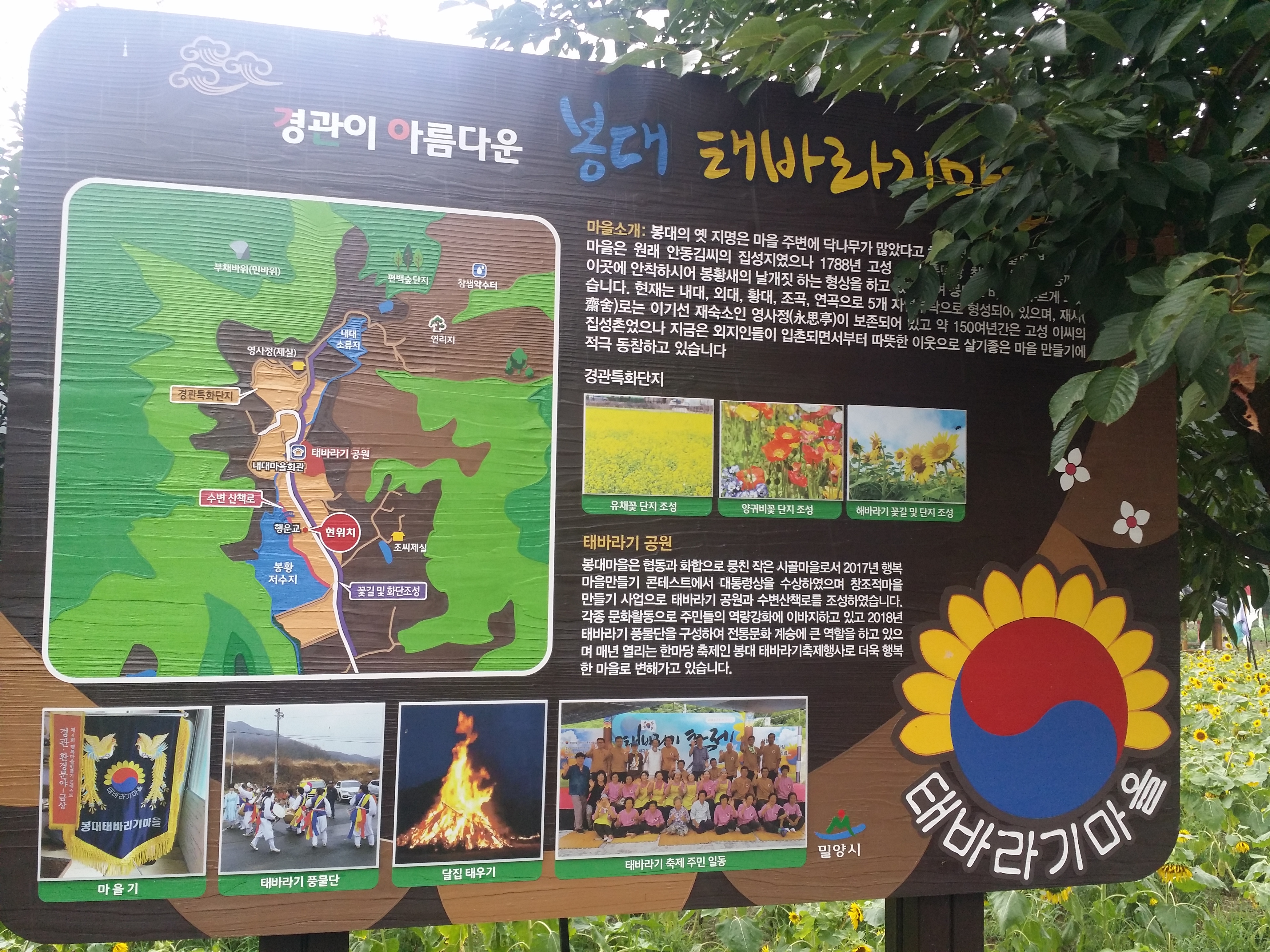  광복절 밀양 태바라기마을 방문