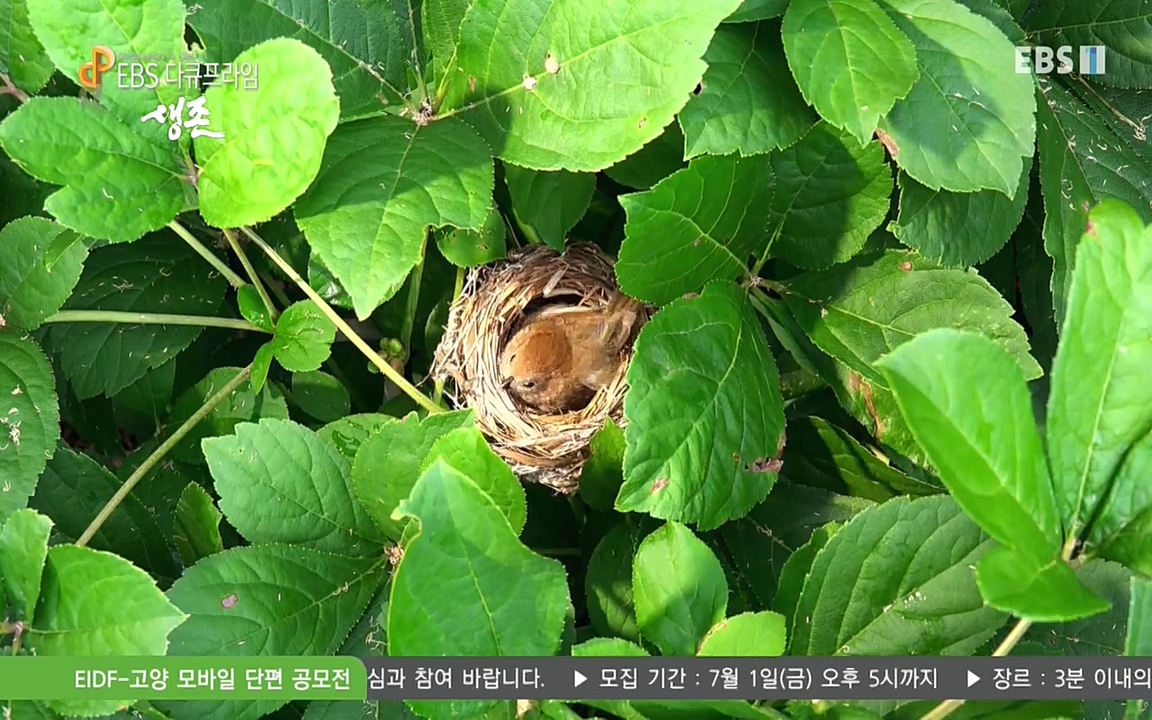 생존 3부_ EBS 다큐프라임_ 220629.avi_20220701_204410.746.jpg