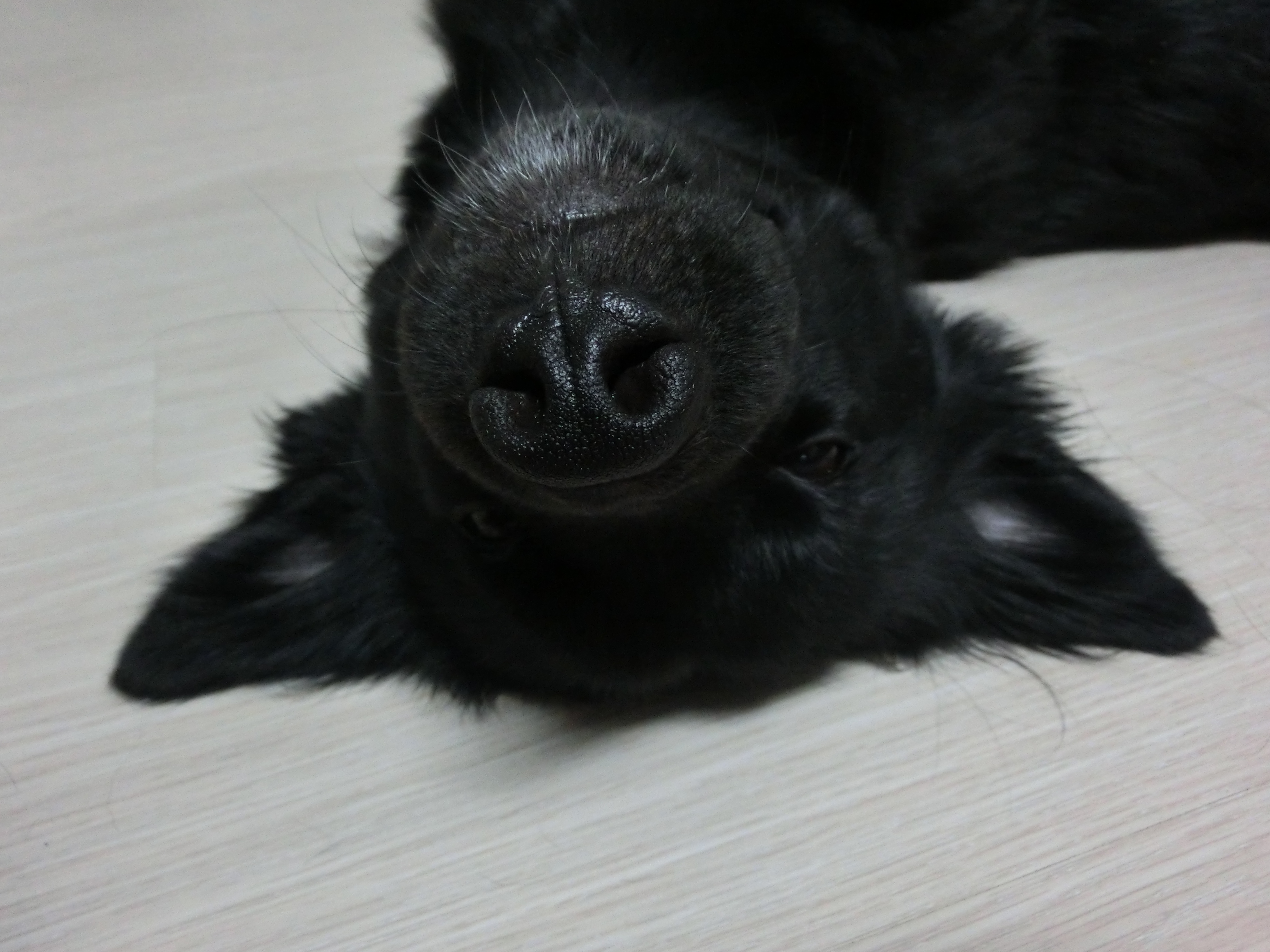 강아지 망고 먹어도 되나요?