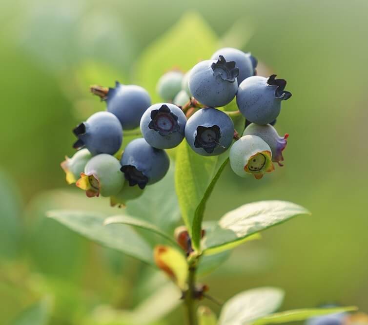 생생정보 2314회 수확의 달인 고성 블루베리 산들블루베리 주문방법