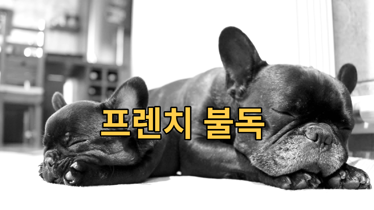  프렌치 불독 애정많고 호기심강한 반려견