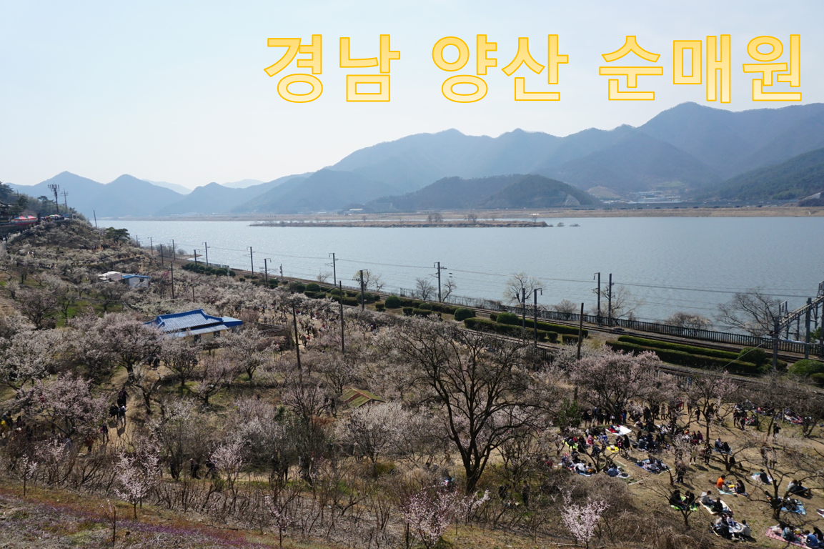  양산 원동 순매원 - 더 말하면 입 아픈 매화축제 명소
