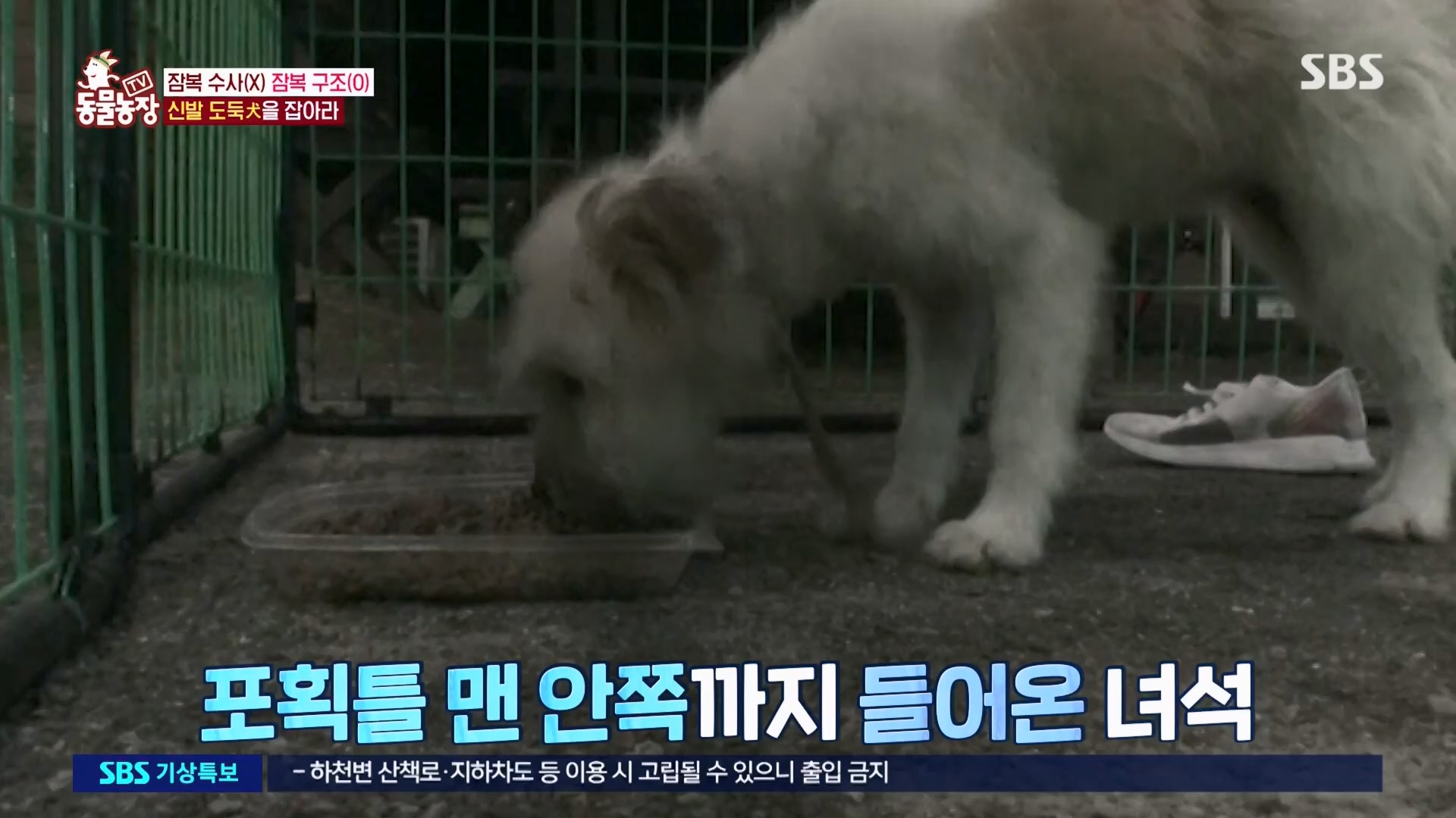 TV 동물농장.E1130.230723p.H264-F1RST.mp4_20230723_171221.910.jpg