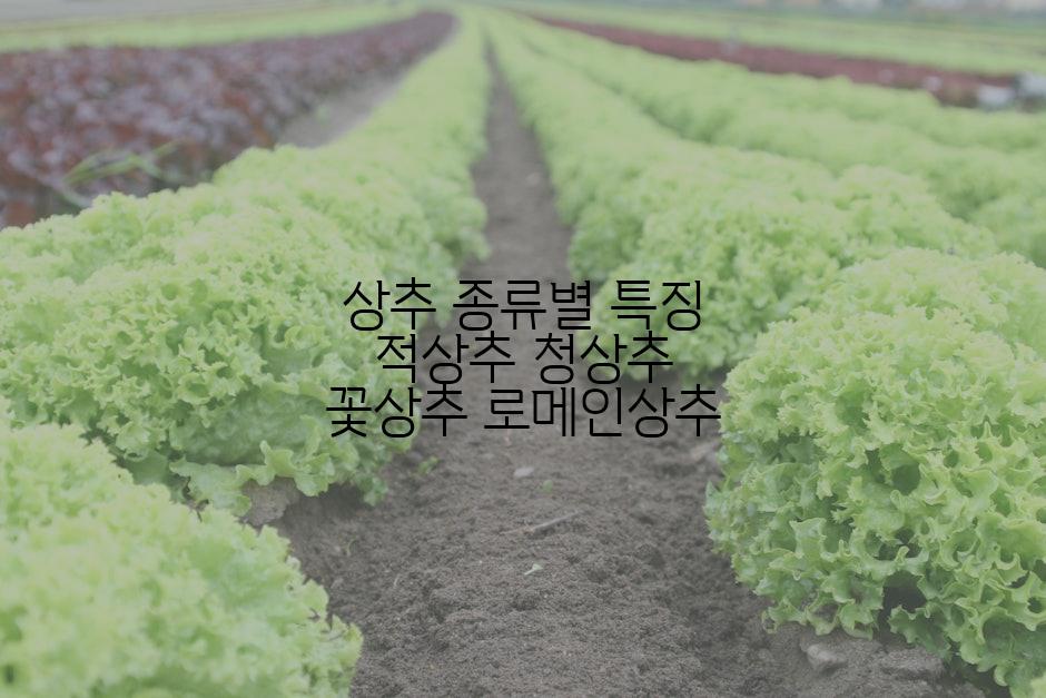 상추 종류별 특징 적상추 청상추 꽃상추 로메인상추