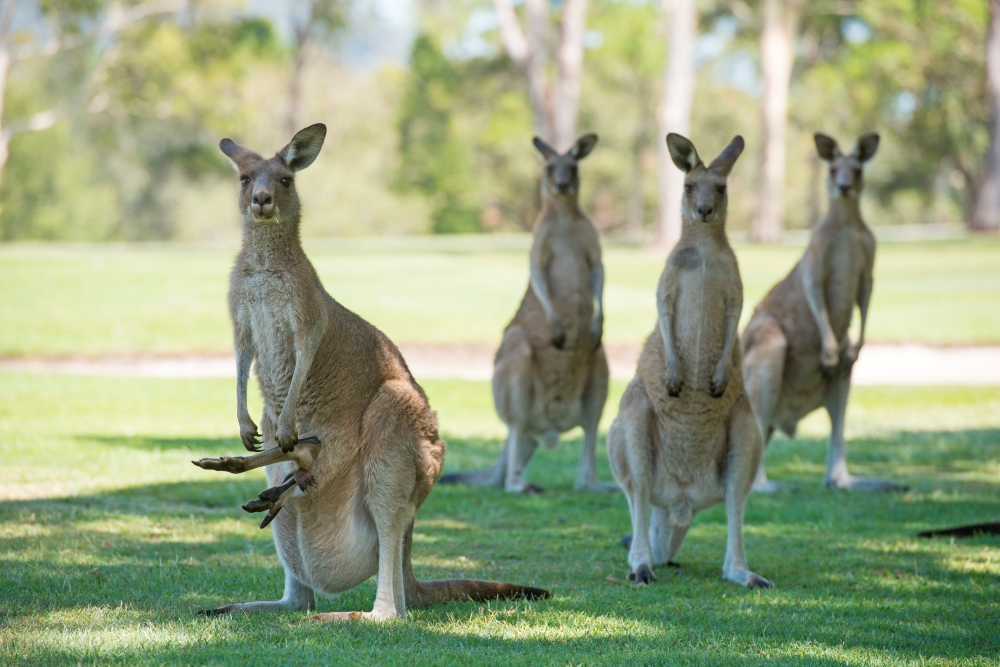  캥거루 공격으로 호주 남자 사망