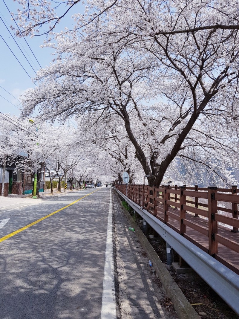 2023 벚꽃 여행 (합천호 백리 벚꽃길)