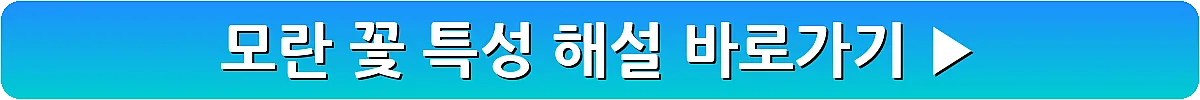 모란 꽃 특성 해설_2