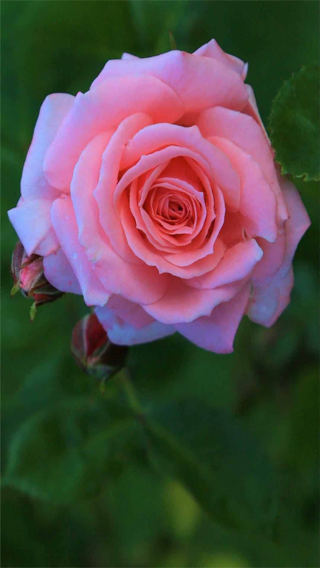 Rose Flower iPhone Wallpaper