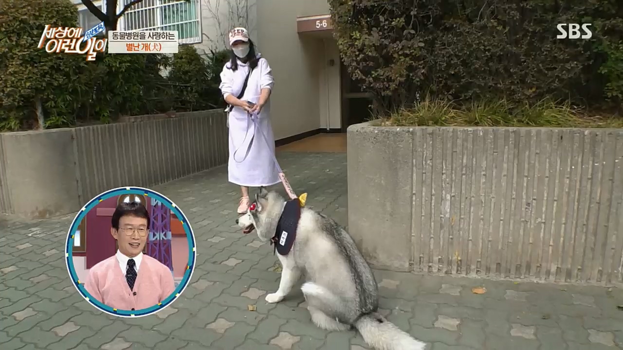 순간포착 세상에 이런일이.E1207.221130p.H264-F1RST.mp4_20221130_195700.790.jpg