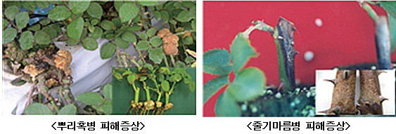 장미반점 이미지