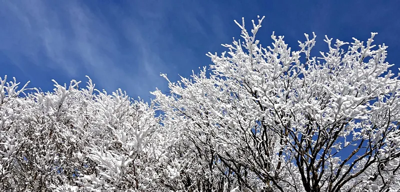 제주 한라산 설경 눈꽃