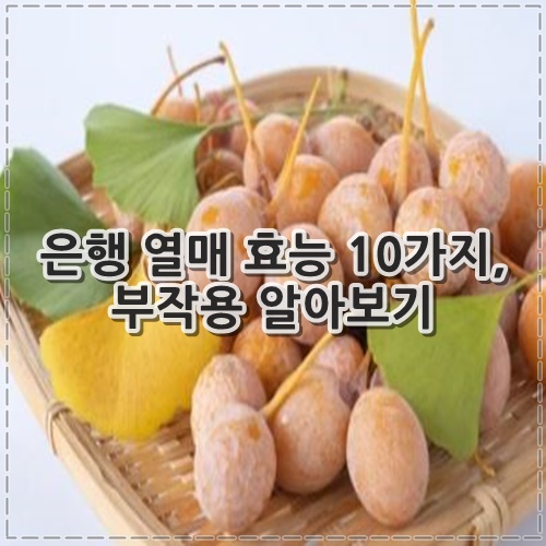 은행 열매 효능 10가지&#44; 부작용 알아보기