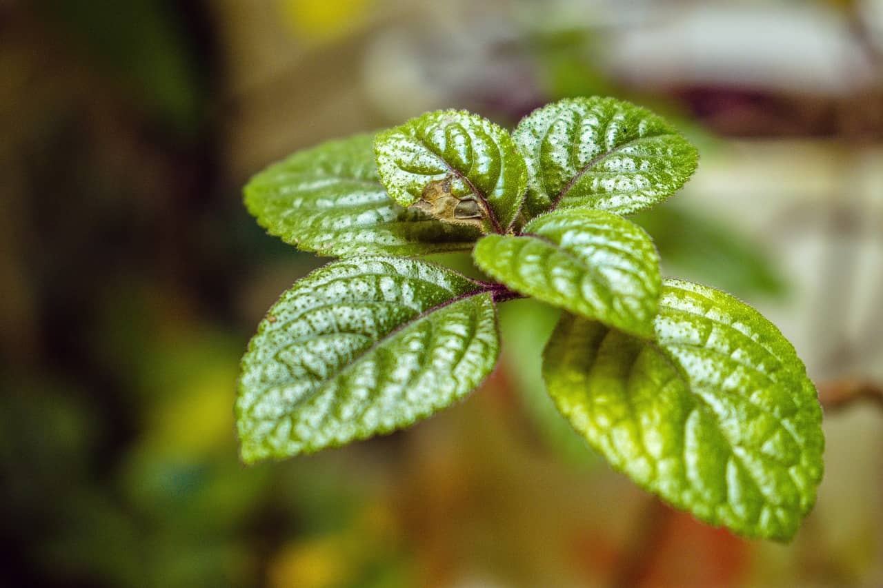 실내 식물 일지 쓰는 법 – 초보자도 가능한 기록 습관 만들기 - Indoor Plant Selection Tips for Beginners