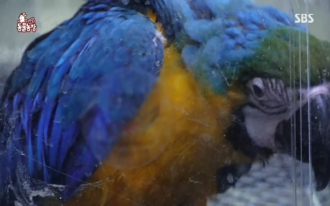 TV 동물농장.E1076.220704p.H264-F1RST.mp4_20220703_175559.729.jpg