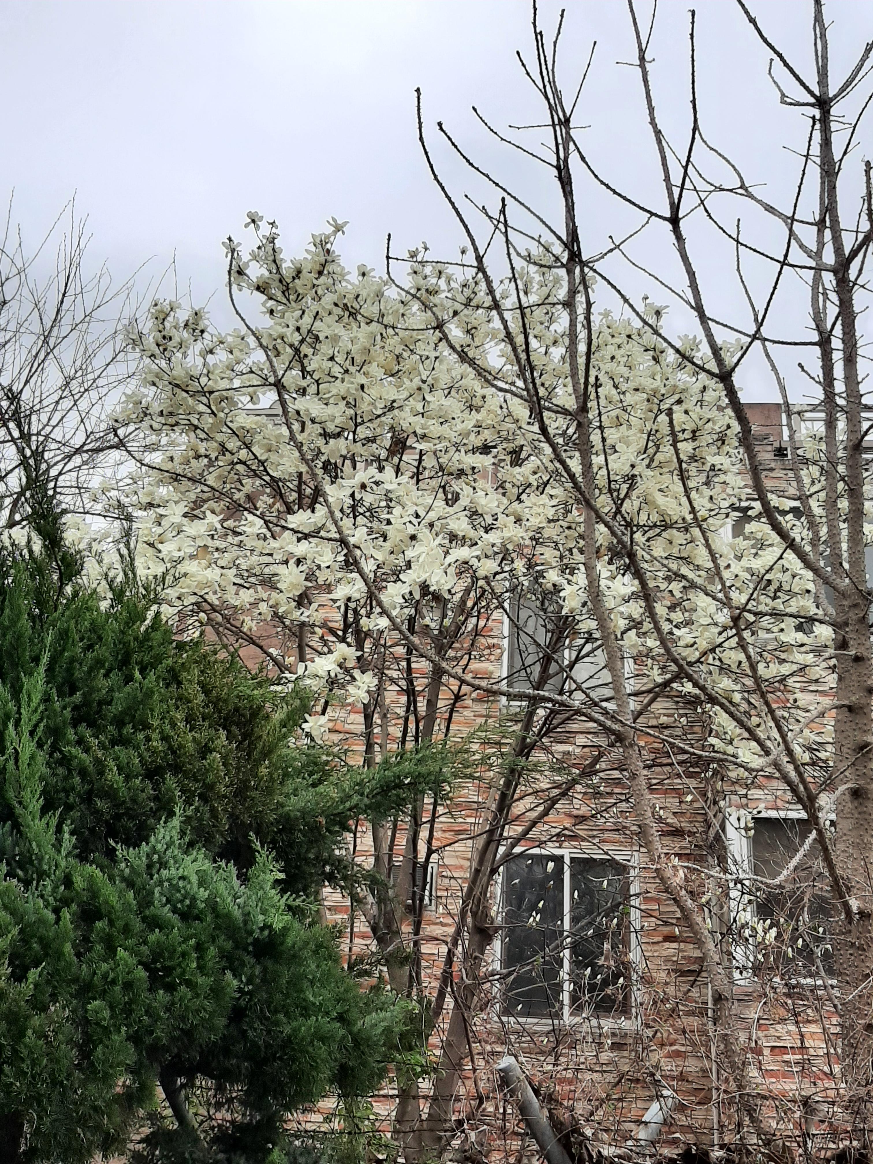 봄꽃 목련과 벚꽃이 한창입니다 / 꽃길만 걸으면 (03/23/22) 44