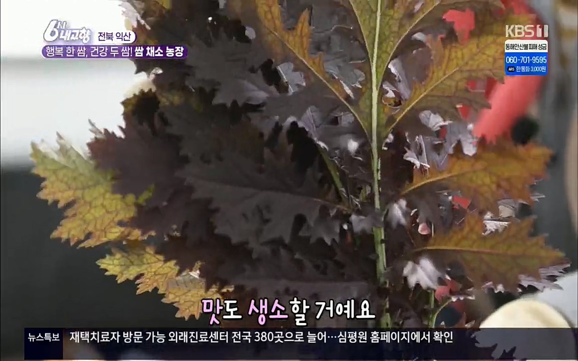 6시 내고향.E7501.220332p.H264-F1RST.mp4_20220402_193741.723.jpg