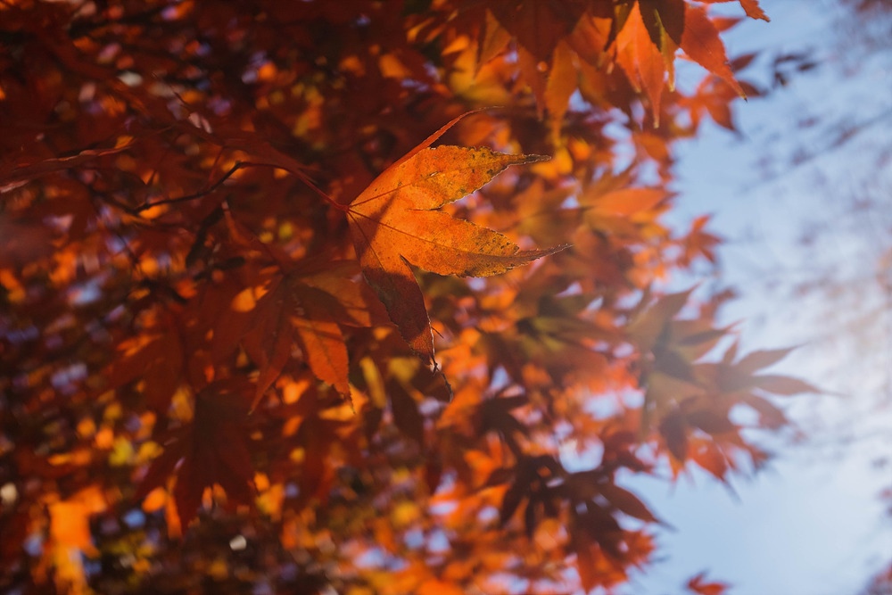 붉게 물든 가을 단풍.