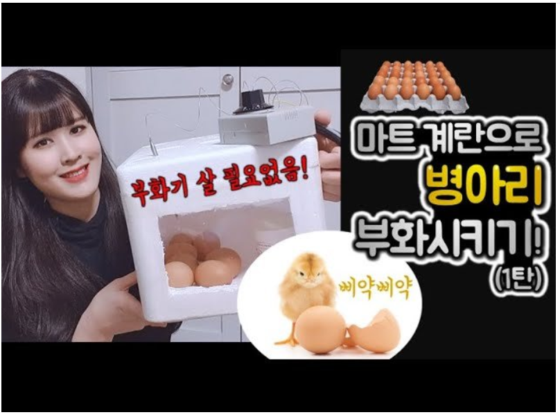  병아리 부화기 집에서 쉽게 만들기
