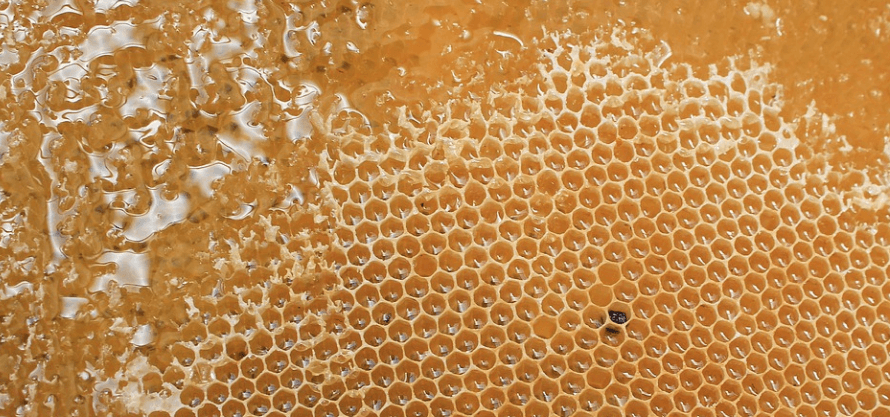 벌집 속의 꿀