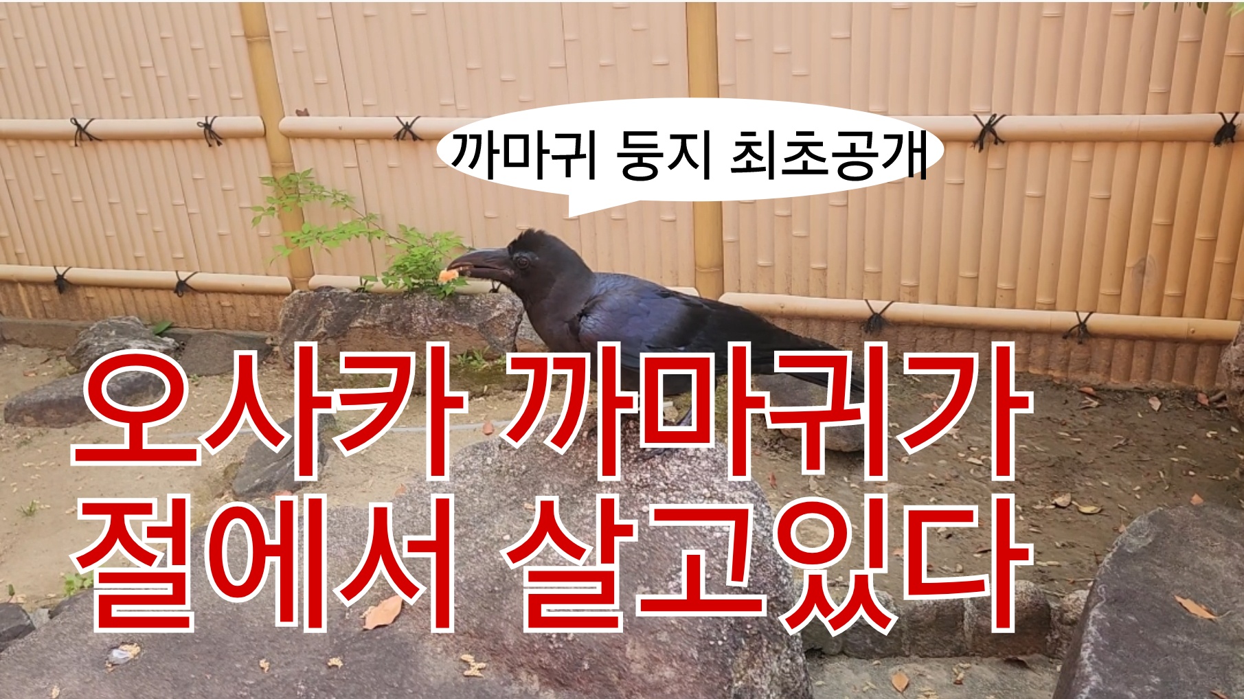  오사카 여행 이시기리 신사는 어떤곳 일까?