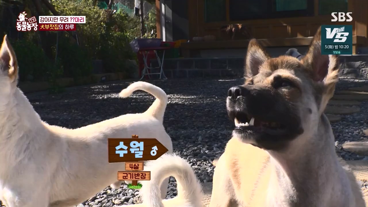 TV 동물농장.E1147.231127p-NEXT.mp4_20231126_170358.466.jpg