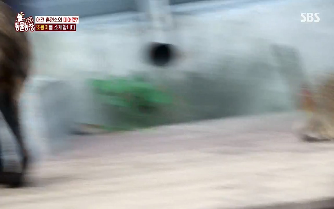 TV 동물농장.E1079.220725p-NEXT.mp4_20220724_151939.117.jpg