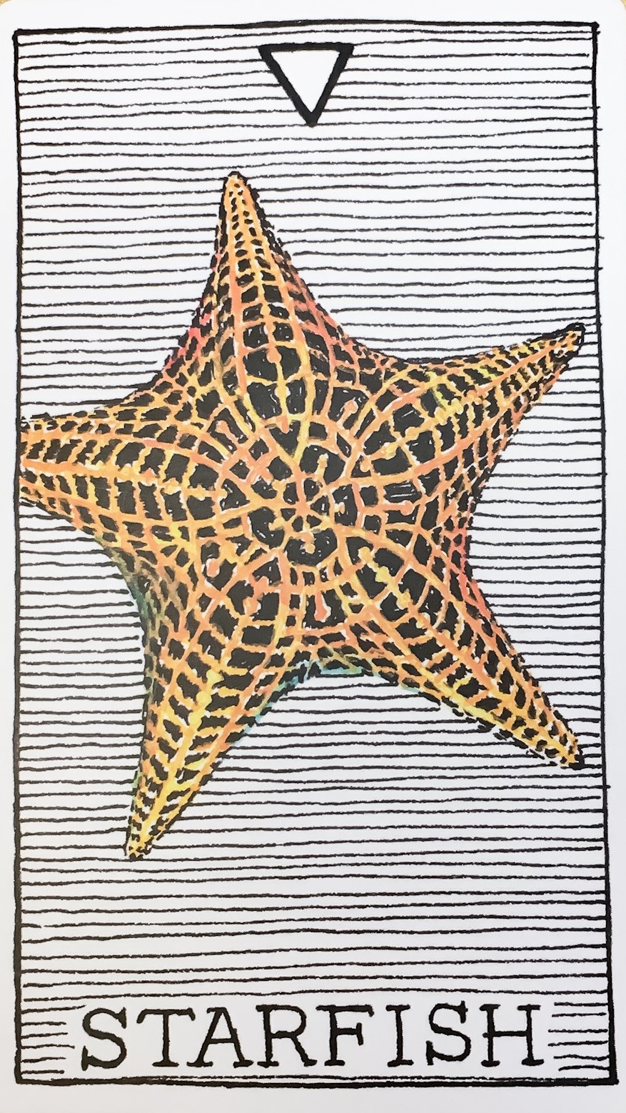  [오라클카드배우기/와일드언노운애니멀스피릿]The Wild Unkown Animal Spirit  Starfish 불가사리 해석 및 의미