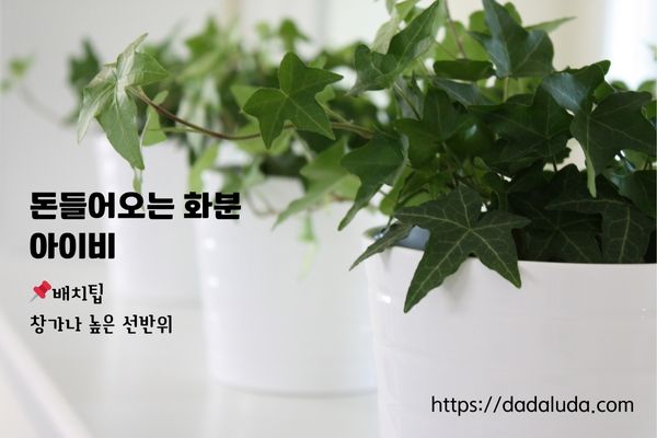 돈들어오는 화분 10가지 배치팁