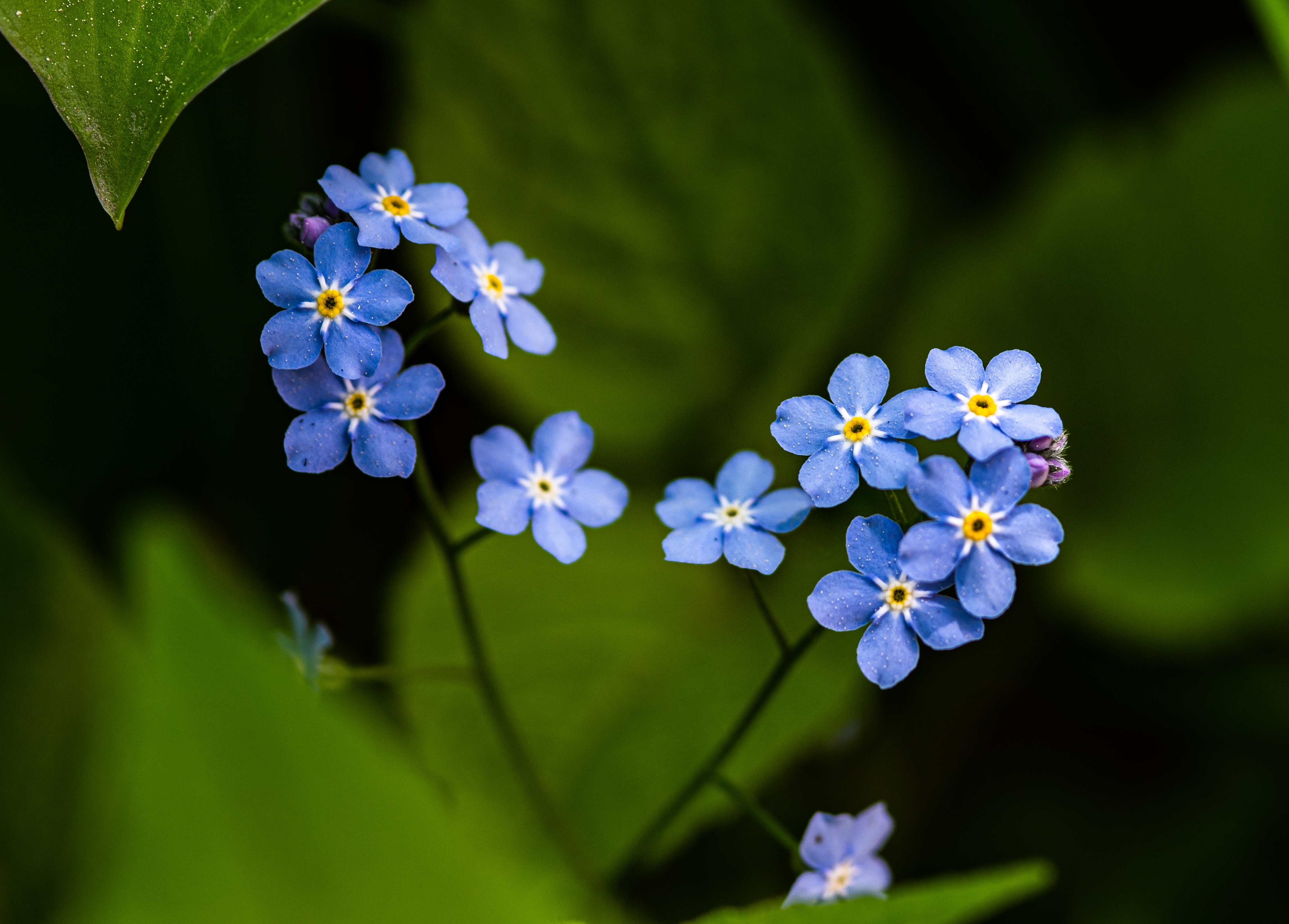 물망초forgetmenot 이미지
