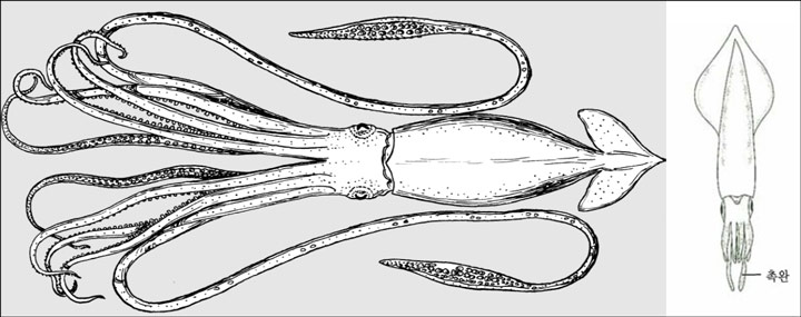 오징어 다리 개수 촉완 이미지 사진