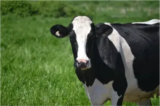 젖소-영어-로-milk-cow-dairy-cattle