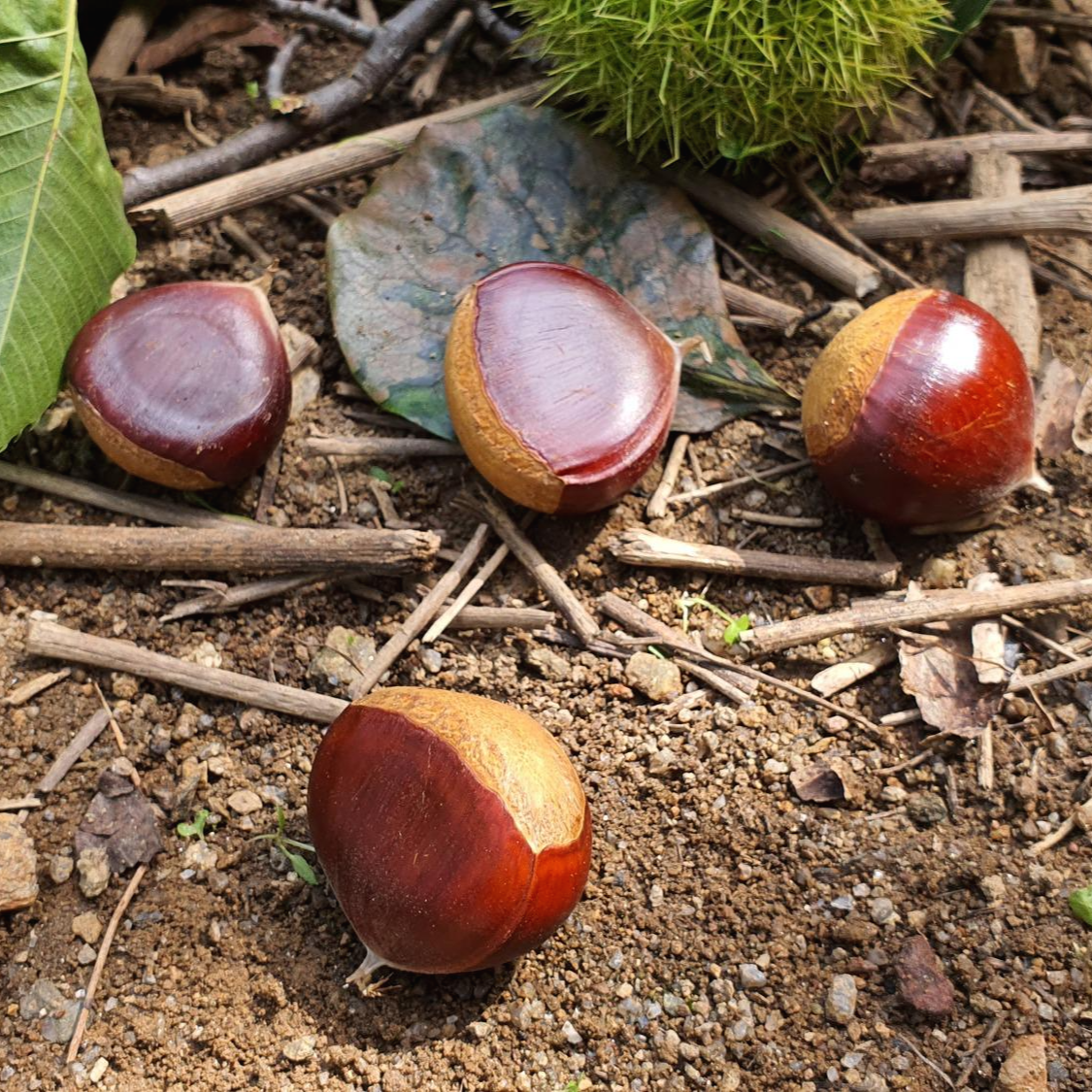  공주 정안밤 직거래 농가 찾죠