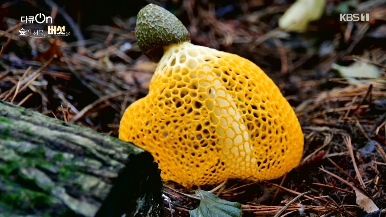 다큐 온.E227.231120p-NEXT.mp4_20231121_201832.680.jpg