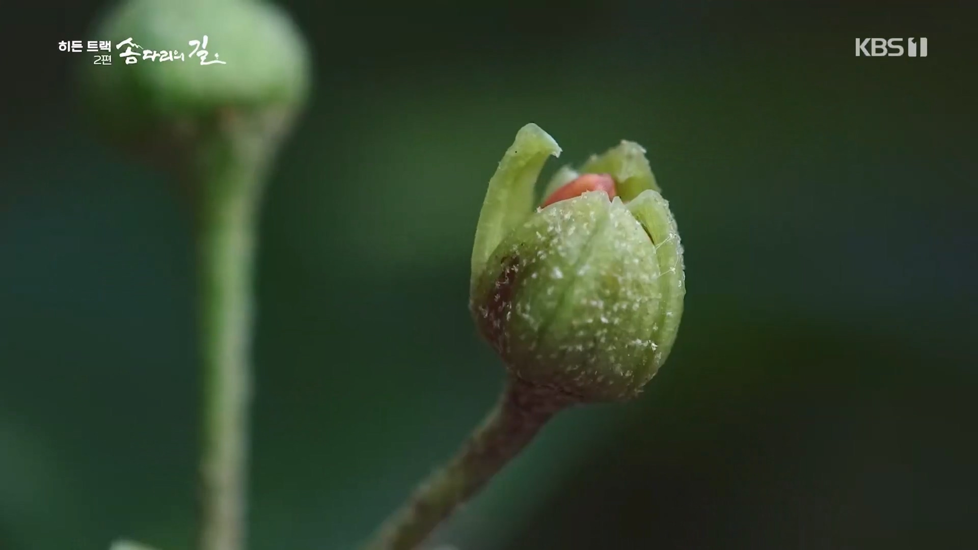 다큐 인사이트.E02.231215p.H264-F1RST.mp4_20231216_185949.774.jpg