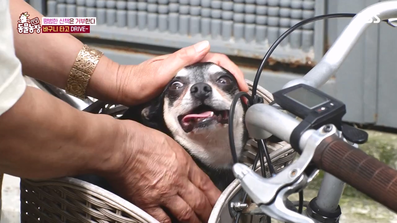 TV 동물농장.E1144.231106p-NEXT.mp4_20231105_175938.004.jpg