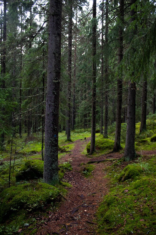 헤매기 쉬운 숲속 길