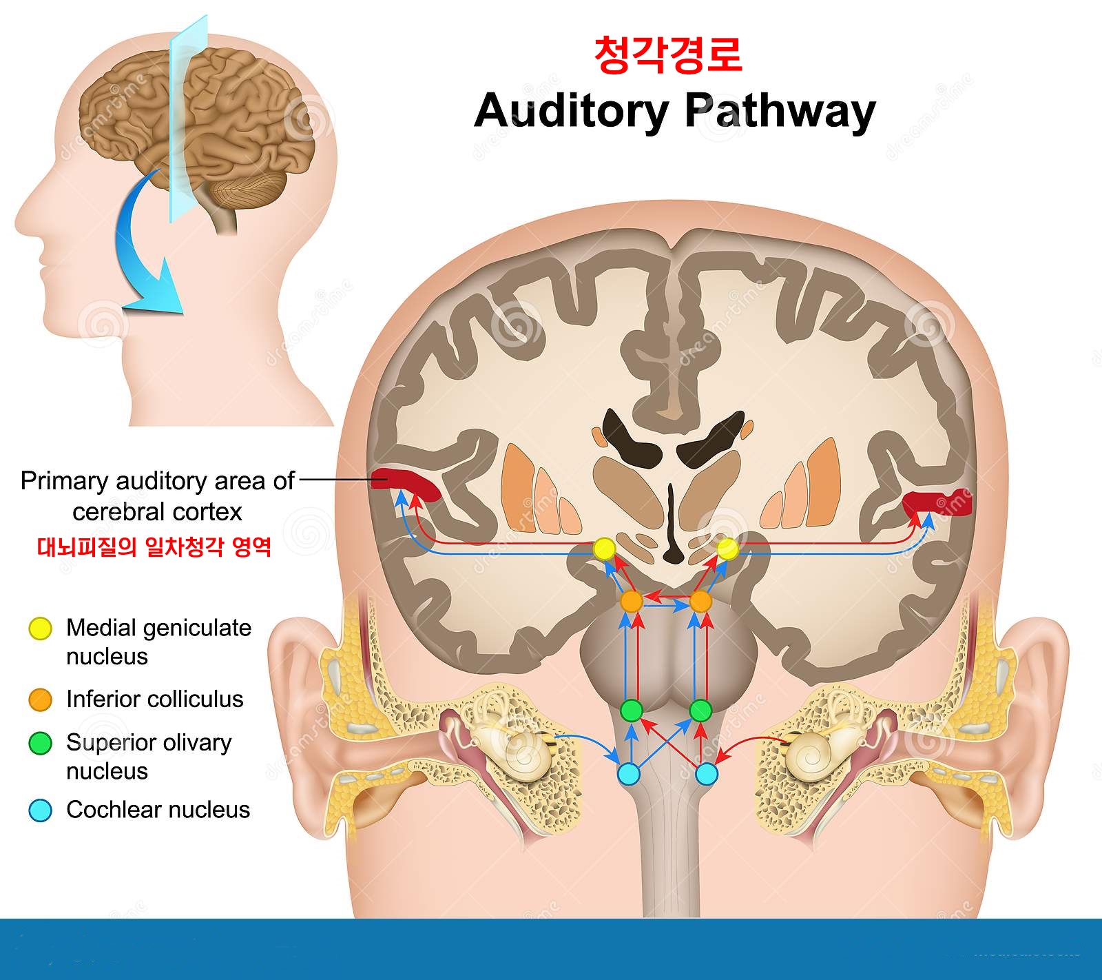  "더 잘듣기를 원하시나요? 오른쪽 귀를 빌려 주십시오."